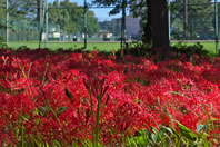 �k����� - �����q�̓_�i