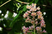 桑並木通りのマロニエ(ベニバナトチノキ)の花