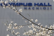 桜の花とオリンパスホール JR八王子駅南口広場