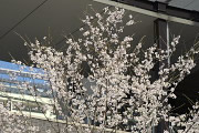桜と2F通路 - JR八王子駅南口広場
