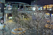 南口広場、夜の桜 - JR八王子駅