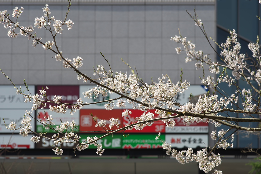 南口広場の桜の花 - JR八王子駅