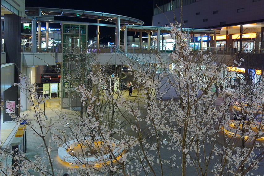 南口広場、夜の桜 - JR八王子駅