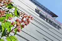 ベニバナトチノキ(マロニエ)の花、南口広場