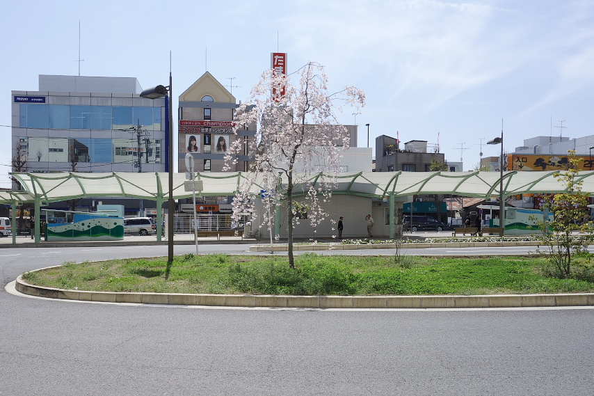 八王子駅南口の枝垂れ桜