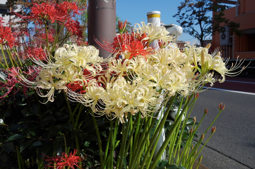 白花のヒガンバナ(彼岸花) - 南大通り