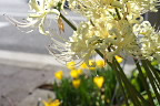 白い彼岸花(ヒガンバナ)の花 - とちの木通り