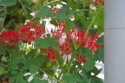 赤い花の彼岸花(ヒガンバナ) - とちの木通り