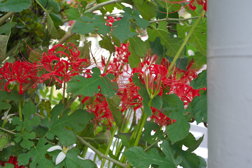 赤い花の彼岸花(ヒガンバナ) - とちの木通り