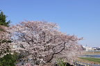 桜 2012年 元横山公園