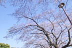 桜 公園内から - 元横山公園