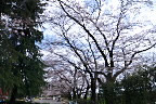 桜 開花初めのころ - 元横山公園