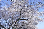桜、満開の頃 2011年 - 元横山公園