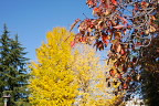 秋、紅葉した桜の葉 - 元横山公園