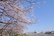 元横山公園のサクラ - 淺川堤防沿い