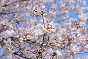 桜の花 2012年 - 元横山公園