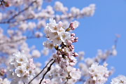桜の花 その2 - 元横山公園