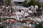 桜 三分咲きのころ - 元横山公園