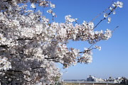 満開の桜 - 元横山公園