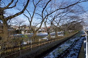 冬の桜並木と残雪の元横山公園