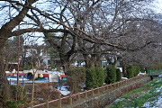 残雪の桜並木 - 元横山公園
