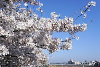 満開の桜 - 元横山公園