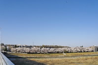 淺川の桜並木 - 八王子八十八景 : 元横山公園
