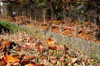 桜の落ち葉で彩られる淺川堤防の土手