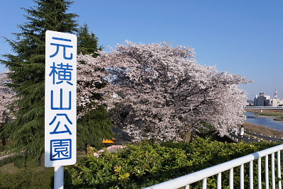 春の元横山公園 2011年