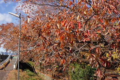 桜並木の紅葉 - 元横山公園