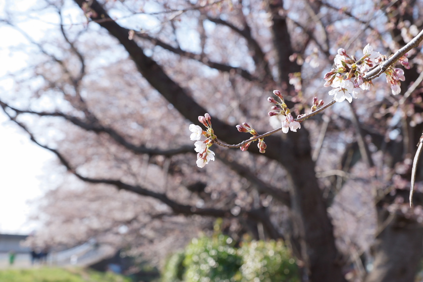 西向きに見た桜並木 - 元横山公園