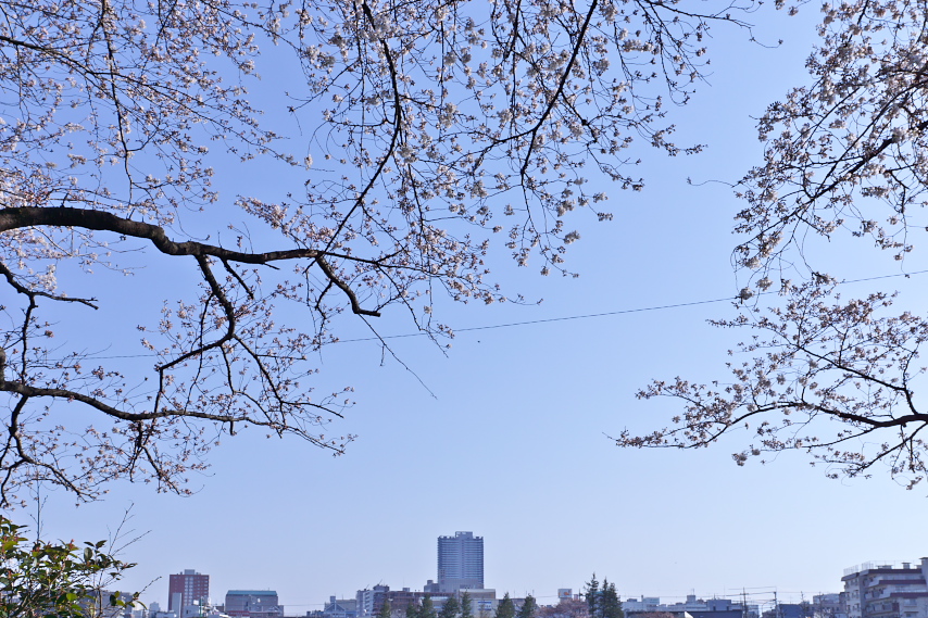 桜の木の間から駅方向 - 元横山公園