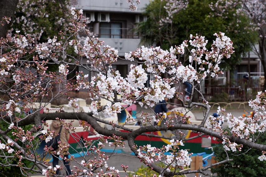 桜 三分咲きのころ - 元横山公園