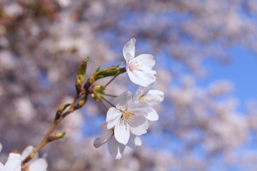 桜の花 2011年 - 元横山公園