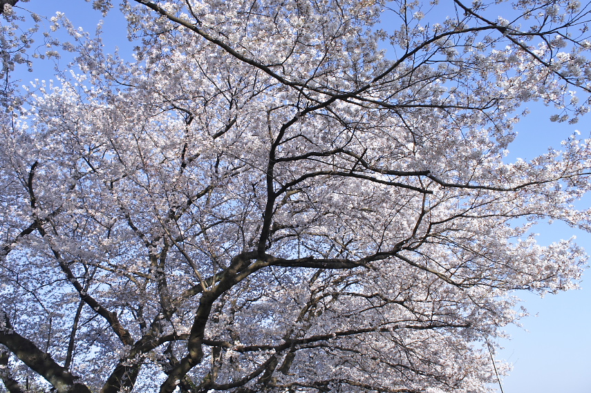 桜、満開の頃 2011年 - 元横山公園