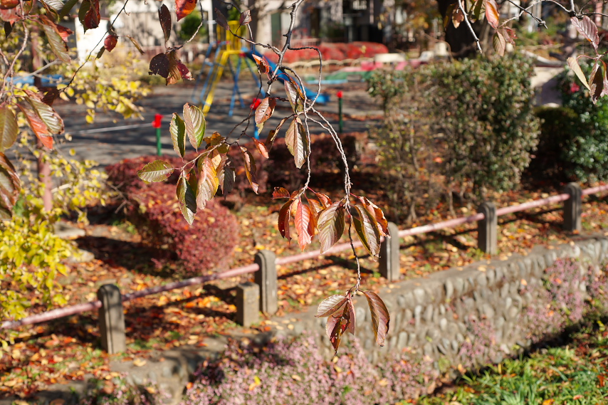 秋、赤色が鮮やかな園内 - 元横山公園