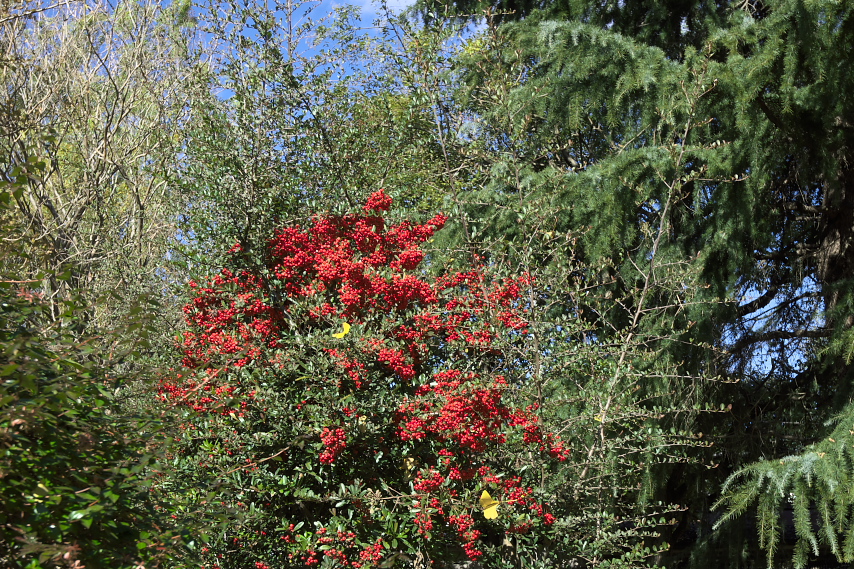 秋、赤い実をつけたピラカンサ 元横山公園