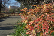 冬、紅葉したヒイラギナンテン - 元横山公園