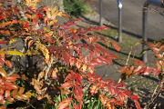 紅葉したヒイラギナンテン - 元横山公園