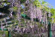 咲き揃ったフジ - 元横山公園