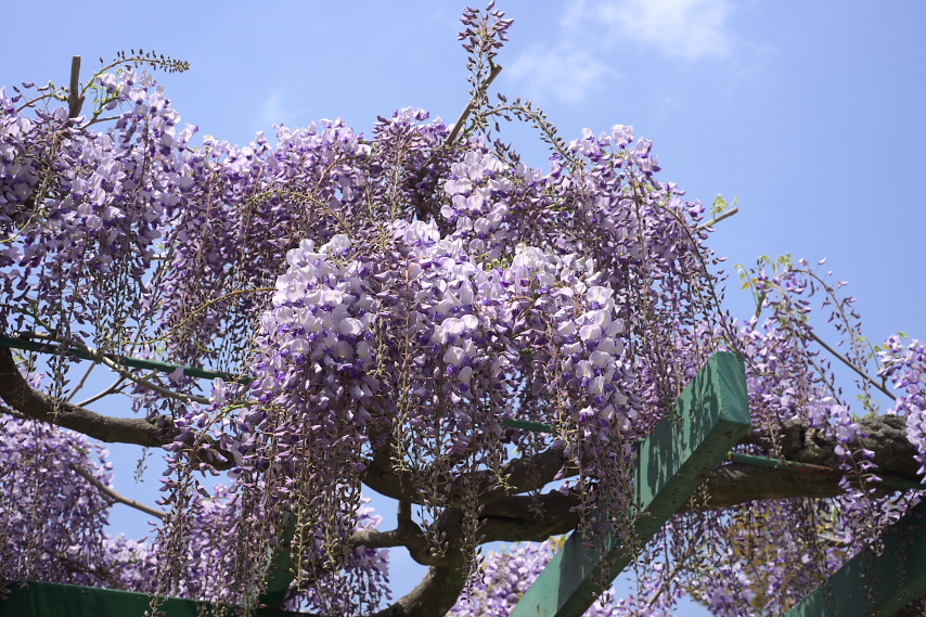 フジ(藤)、開花しはじめ - 元横山公園