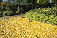 銀杏の落ち葉と小動物 - 元横山公園