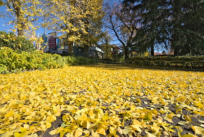銀杏の葉で埋まった園路 - 元横山公園