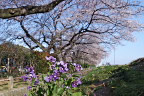 ハナダイコンと桜並木 - 元横山公園