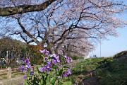 ハナダイコンと桜並木 - 元横山公園
