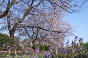 桜並木下のハナダイコン - 元横山公園