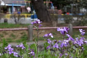 ハナダイコンの花 - 元横山公園