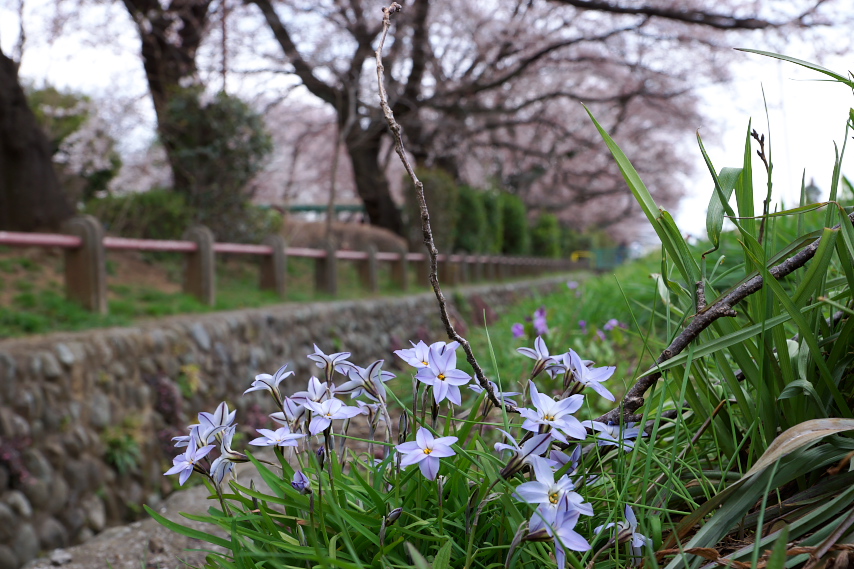 花韮と桜と花大根 - 元横山公園