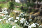ニラの花と実 - 元横山公園