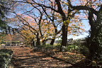 秋の桜並木 - 元横山公園園内
